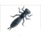 Perchik Beetle 1.5 38mm 12pcs. colour 14