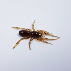 Perchik Tiny Spider 1.1 28mm 12pcs. colour 13