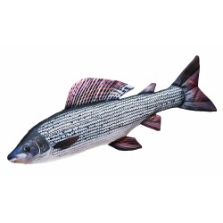 Kalapadi / Fish Pillow (GABY) Harjus/Grayling 65cm