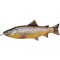 Fladen Jõeforell/Brown Trout pehme 65cm